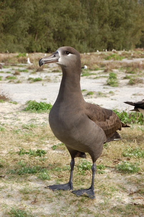 CC BY-SA 3.0 Wikipedia.