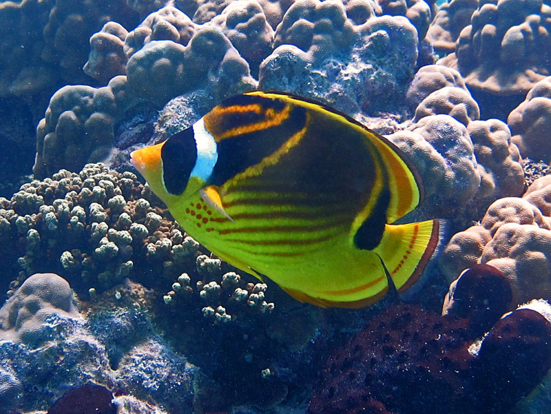 CC-SA 3.0 Hectonichus