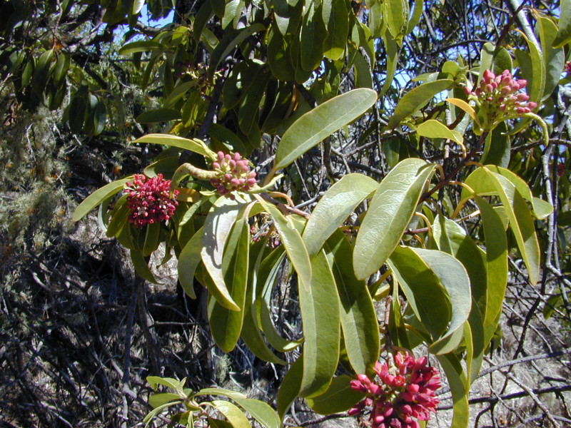 CC BY 3.0 Wikipediua